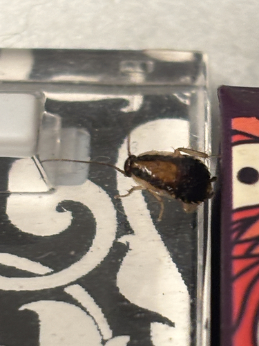 German Cockroach
