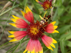 Strangalia virilis
