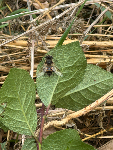 Common Drone Fly