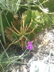 Pinguicula gypsicola