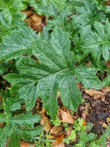 Acanthus observed 2026-10-26