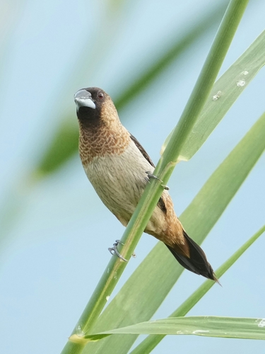 Lonchura striata observed 2026-10-25
