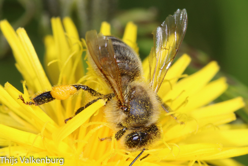 Apis mellifera