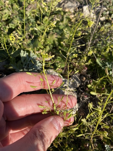 Draba, 2026-10-26