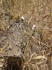 Silene gallica
