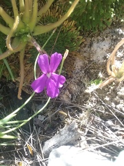 Pinguicula gypsicola