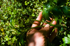 Ranunculus hispidus caricetorum
