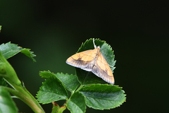 Evergestis limbata