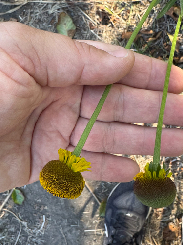 Helenium puberulum, 2026-10-23