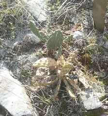 Opuntia megarrhiza