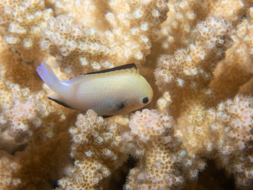 Blackbordered dascyllus