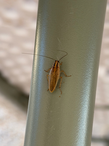 Asian Cockroach