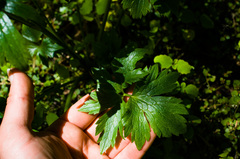 Ranunculus hispidus caricetorum
