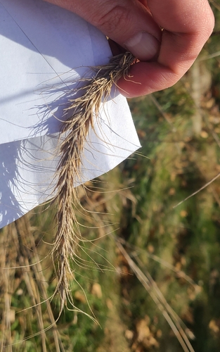 Elymus canadensis observed 2026-10-25