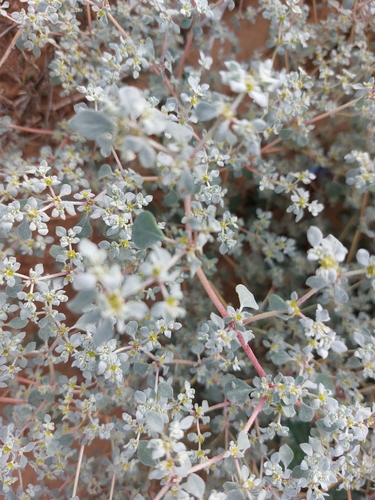 Alternanthera observed 2026-10-26
