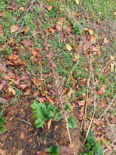 Acanthus observed 2026-10-26