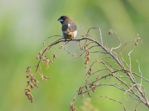 Lonchura striata observed 2026-10-25
