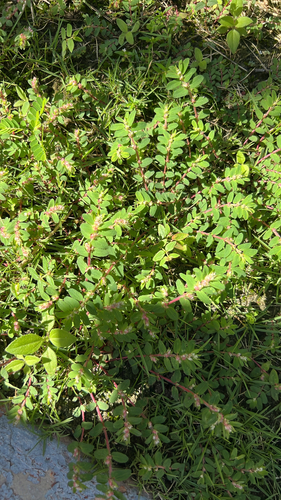 Euphorbia thymifolia observed 2026-10-26