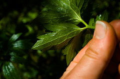 Ranunculus hispidus caricetorum