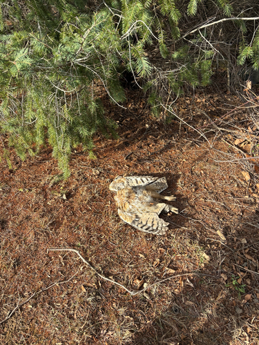 Great Horned Owl