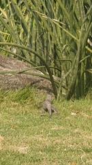 Varanus