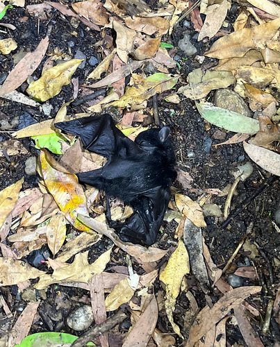 Pteropus alecto observed 2026-10-26