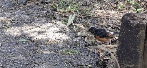 Copsychus malabaricus observed 2026-10-25