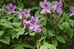 Rhododendron macrosepalum