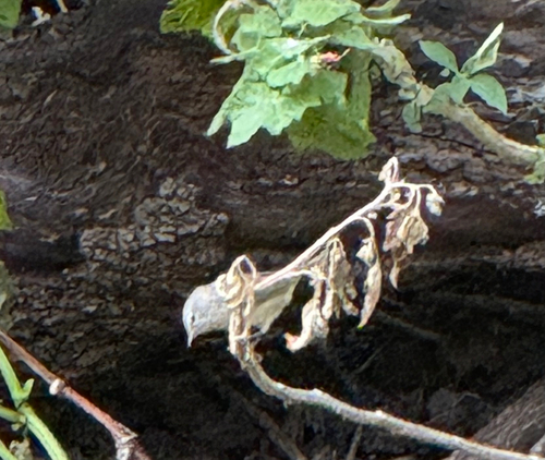 Orange-crowned Warbler