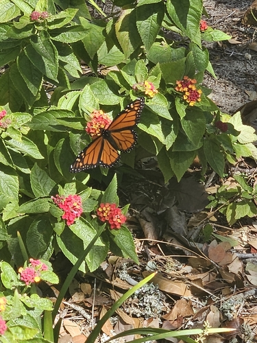 Monarch
