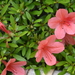 Rhododendron indicum - Photo 由 Barna Takats 所上傳的 (c) Barna Takats，保留部份權利CC BY-NC