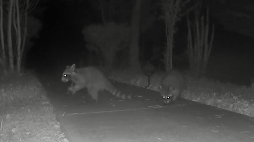 Common Raccoon