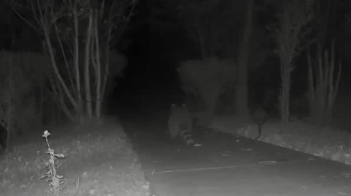 Common Raccoon