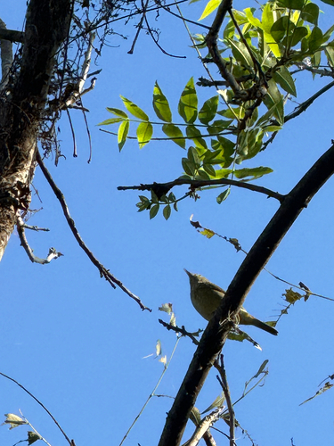 Orange-crowned Warbler