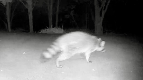 Common Raccoon