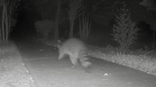 Common Raccoon