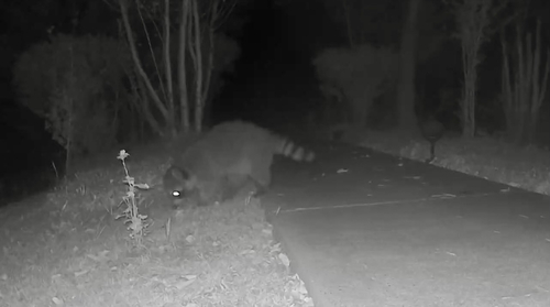Common Raccoon
