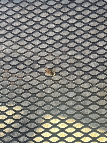 Western Honey Bee