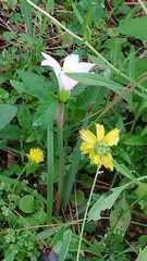 Zephyranthes carinata