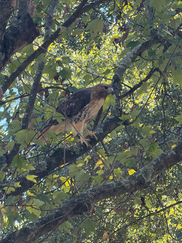 Red-tailed Hawk
