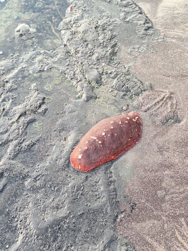 Cryptochiton stelleri observed 2026-10-25