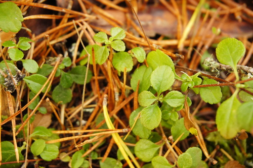 Linnaea borealis observed 2026-10-26