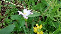 Zephyranthes carinata