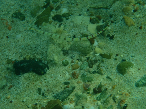 Corythoichthys flavofasciatus observed 2026-10-20
