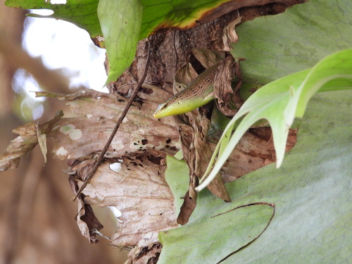 Dasia olivacea observed 2026-10-23