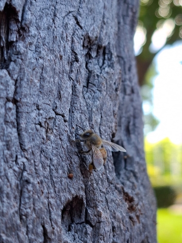 Abeja melífera europea