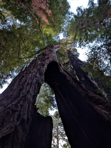 Sequoia sempervirens observed 2026-10-25