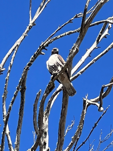 Red-tailed Hawk