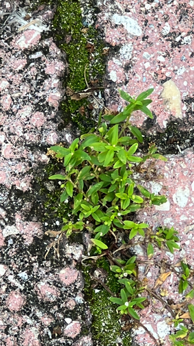 Hedyotis observed 2026-10-26