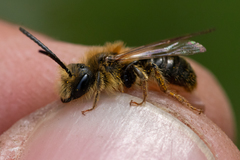 Andrena helvola